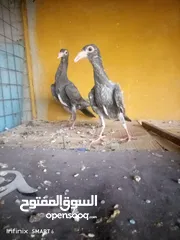  2 طيره منفاخ وجوز فراخ جلوف