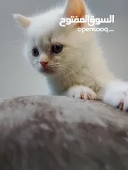  5 قطط منزليات اقرئالوصف