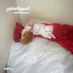  5 قطه شيرازي للبيع