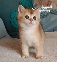  11 قطط سكوتش فولد + ستريت الوان مختلفه واعمار مختلفه الاسعار من ابتداء من  70ل 120  اناث وذكور اهالي