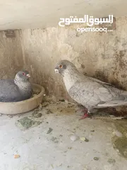  4 اربع جواز قراقطه حبات حلوة  شغالات
