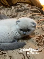  1 قطط سكوتش فولد + ستريت من اب وام مسجلين (بيوور)