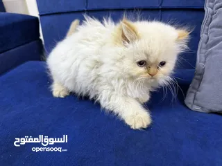  5 قطط همالايا عمرهم شهرين