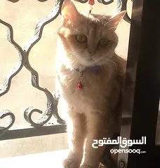  1 انثى سكوتش جولدن ny12 عمر سنه ونص منتجه وإنتاجها بجنن بيور ميه بالميه متعوده على اللتر بوكس