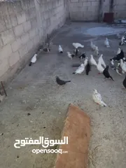  3 حمام .......