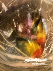  3 زوج غندور جوا 3 افراخ للبيع