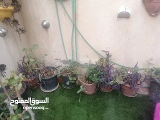  5 كوارات زرع بسعر مغري