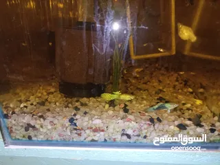  1 سمك جوبي منتج و سريع في الانتاجGuppy fish