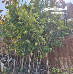  19 جميع انواع الاشجار  وفريق لصيانة وتنسيق جميع الحدائق والأشجار