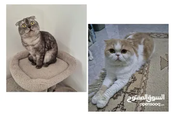  4 Scottish fold for adoption