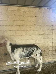  1 كبش للبيع قابل