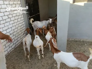  15 ماعز خليط موجود كمية