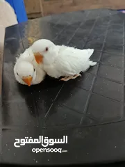  9 فراخ روز البينو بيور عين حمرا