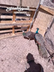  5 جوز طاووس هندي