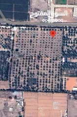  1 للبيع أرض زراعية في المالحة سهل البردي الذيد  مساحة الأرض 93500 قدم مربع