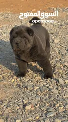  2 Chinese Shar Pei