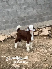  1 جدي رحبي معرف