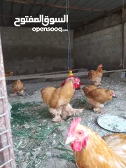  4 دجاج كوشن العملاق بدون تهجين سلاله طيبه