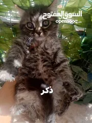  18 2 ذكر 2 اناث