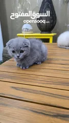  18 Scottish fold kitten male and female  2 month old