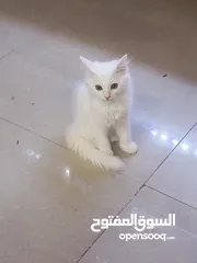  1 Persian kitten blue grey eyes 