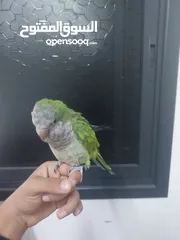  5 ببغاء كوكر