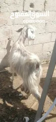  1 عنزين للبيع لحم وحليب