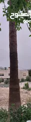  1 شجرة نخيل زينة واشنطن للبيع الطول 8 متر تقريبا