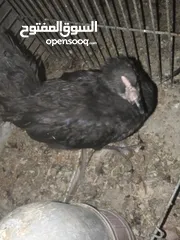  3 دجاج بلدي بياض للبيع