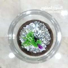  2 عرض ناار حوض سمك حجم وسط مع 3 سمكات