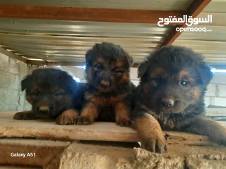  2 جيرمن العمر 50 يوم