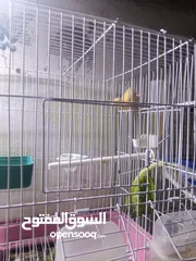  4 طيور كنار مخاليف