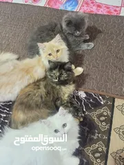  2 قطط للبيع بسعر مغري قابله للتفاوض