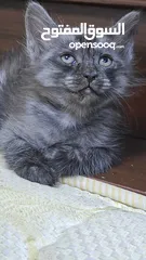  1 sherazi kitten for adoption