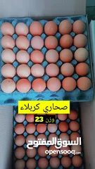  5 بيض عراقي طازج
