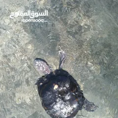  2 Turtle for Sale