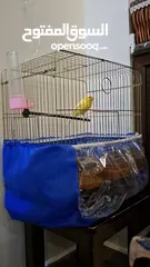  7 طائر كناري ذكر أصفر بالغ مع قفص