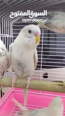  17 Ready to egg adult Budgies