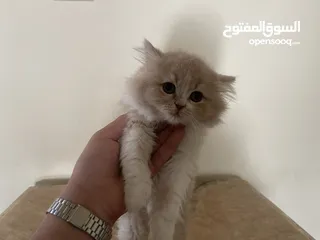  2 قطط البيع الرجاء قراءه الوصف