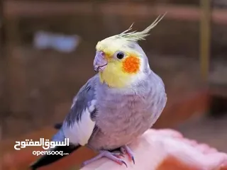  4 ببغاء لوري وكروان وحب للبيع بسعر حررق اقرء الوصف جيدااا