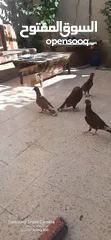  8 حمام للبيع