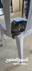  3 ذكر سكوتش جولدن بمستوى عالي