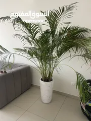  1 Beautiful large indoor potted plant