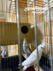  2 انثى كوكتيل البينو عين حمرا اليف ولعوب وهادي وشغاله جوز روز شغلات واليفات امنتيجات عندي وذكر روزاليف
