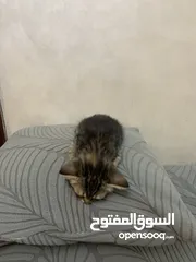  3 كتن شانشيلا للتبني العمر شهرين (الوصف مهم)