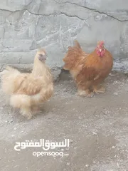  5 دجاج كوجن للبيع دجاج كرك