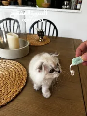  8 Scottish fold long hair