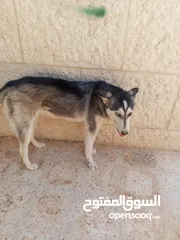  1 كلبة هاسكي عمر 4 شهور ونص اليفة جدا معها كرت مطعوم  سبب البيع عدم التفرغ لها