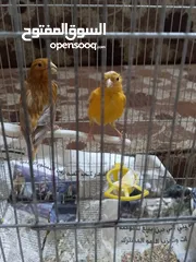  1 جوز تركيب جديد وأول خيرو