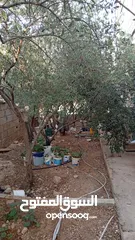  14 بيت مستقل طابقين